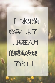“水果侦察兵”来了，我在六月的威海发现了它！