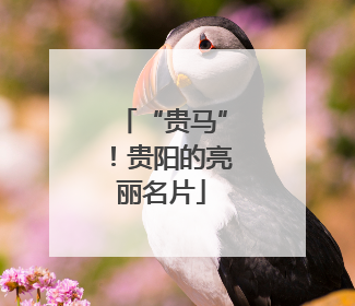 “贵马”！贵阳的亮丽名片