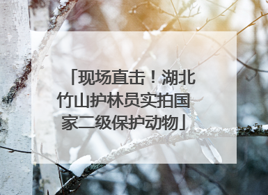 现场直击！湖北竹山护林员实拍国家二级保护动物