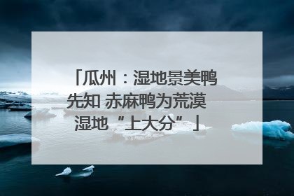 瓜州：湿地景美鸭先知 赤麻鸭为荒漠湿地“上大分”