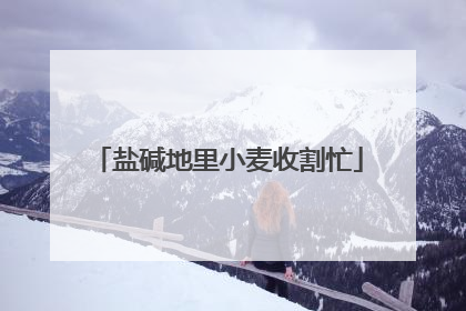 盐碱地里小麦收割忙