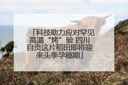 科技助力应对罕见高温“烤”验 四川自贡这片稻田即将迎来头季孕穗期