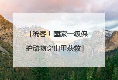 稀客！国家一级保护动物穿山甲获救