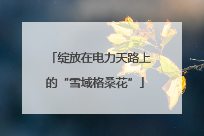 绽放在电力天路上的“雪域格桑花”