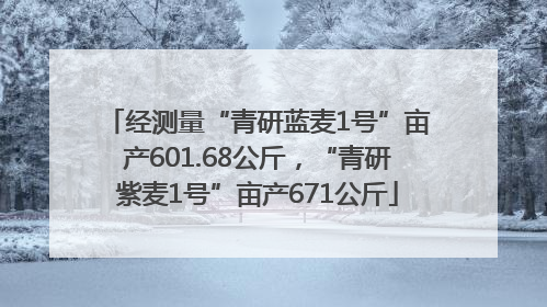 经测量“青研蓝麦1号”亩产601.68公斤，“青研紫麦1号”亩产671公斤