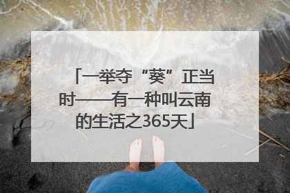 一举夺“葵”正当时——有一种叫云南的生活之365天