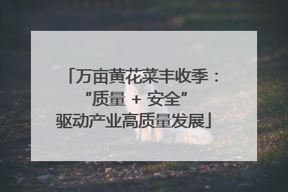 万亩黄花菜丰收季：“质量 + 安全” 驱动产业高质量发展