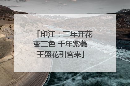 印江：三年开花变三色 千年紫薇王盛花引客来