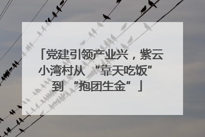 党建引领产业兴，紫云小湾村从 “靠天吃饭” 到 “抱团生金”