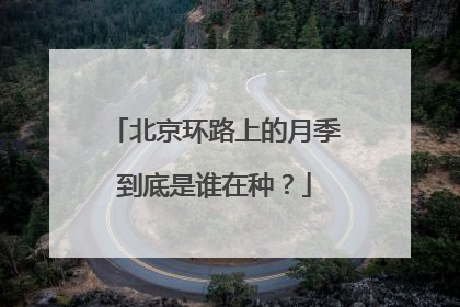 北京环路上的月季到底是谁在种？
