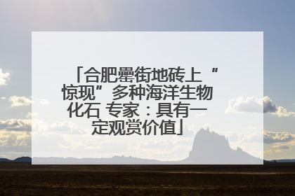 合肥罍街地砖上“惊现”多种海洋生物化石 专家：具有一定观赏价值
