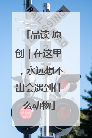 品读·原创｜在这里，永远想不出会遇到什么动物