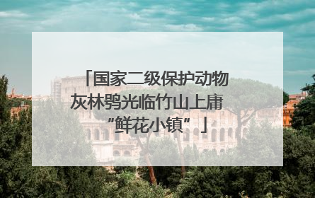 国家二级保护动物灰林鸮光临竹山上庸“鲜花小镇”