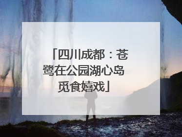四川成都：苍鹭在公园湖心岛觅食嬉戏