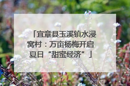 宜章县玉溪镇水浸窝村：万亩杨梅开启夏日“甜蜜经济”