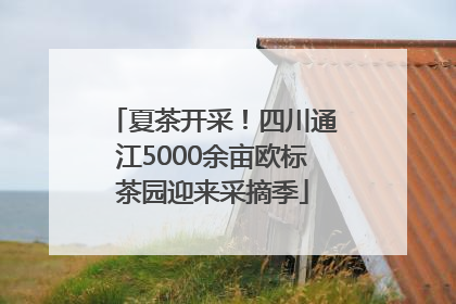 夏茶开采！四川通江5000余亩欧标茶园迎来采摘季
