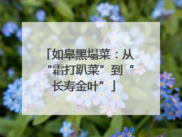 如皋黑塌菜：从“霜打趴菜”到“长寿金叶”