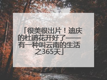 很美很出片！迪庆的杜鹃花开好了——有一种叫云南的生活之365天