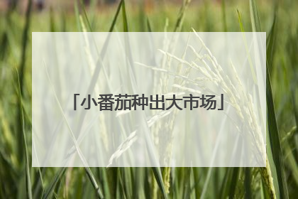 小番茄种出大市场