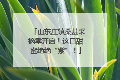 山东庄镇桑葚采摘季开启！这口甜蜜绝绝“紫”！