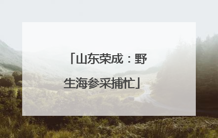 山东荣成：野生海参采捕忙