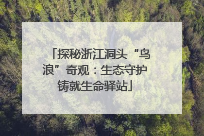 探秘浙江洞头“鸟浪”奇观：生态守护铸就生命驿站
