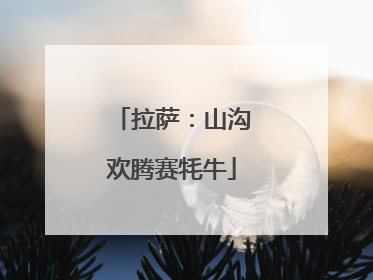 拉萨：山沟欢腾赛牦牛