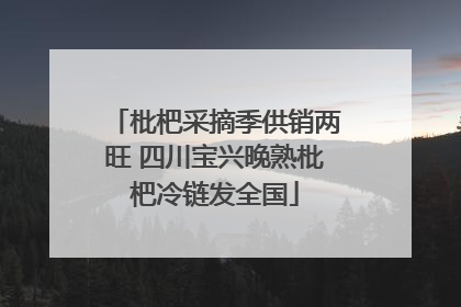 枇杷采摘季供销两旺 四川宝兴晚熟枇杷冷链发全国