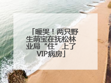 暖哭！两只野生萌宝在抚松林业局“住”上了VIP病房