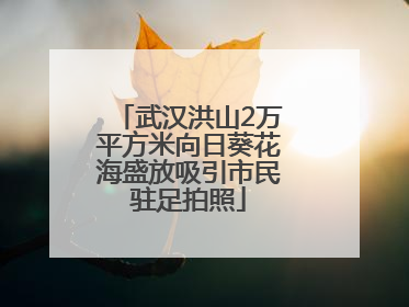 武汉洪山2万平方米向日葵花海盛放吸引市民驻足拍照