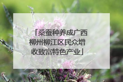桑蚕种养成广西柳州柳江区民众增收致富特色产业