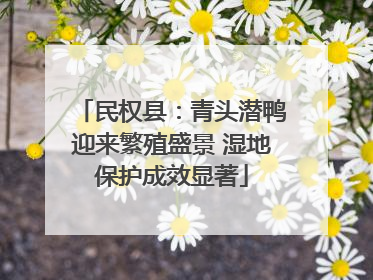 民权县：青头潜鸭迎来繁殖盛景 湿地保护成效显著