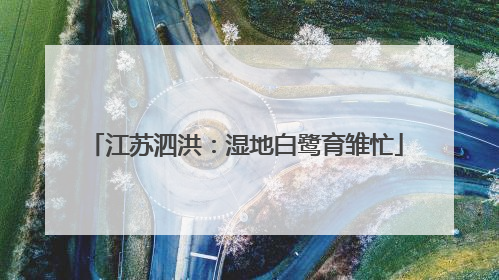 江苏泗洪：湿地白鹭育雏忙