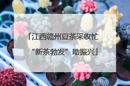 江西赣州夏茶采收忙 “新茶勃发”助振兴