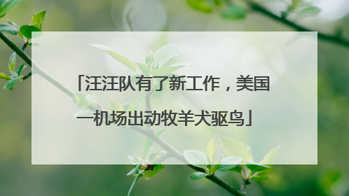 汪汪队有了新工作，美国一机场出动牧羊犬驱鸟
