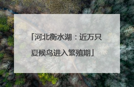 河北衡水湖：近万只夏候鸟进入繁殖期