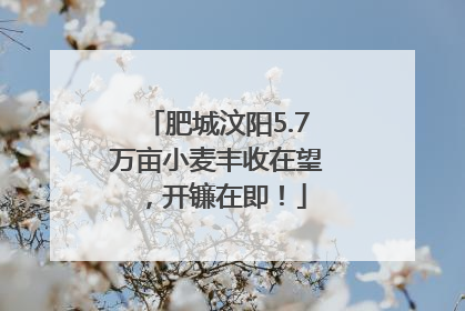 肥城汶阳5.7万亩小麦丰收在望，开镰在即！