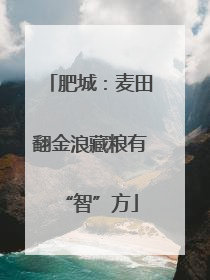 肥城：麦田翻金浪藏粮有“智”方