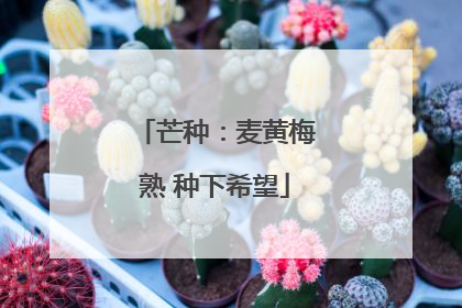 芒种：麦黄梅熟 种下希望