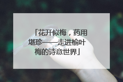花开似梅，药用堪珍——走进榆叶梅的诗意世界