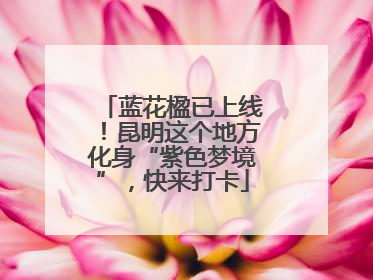 蓝花楹已上线！昆明这个地方化身“紫色梦境”，快来打卡