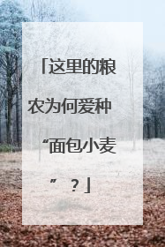这里的粮农为何爱种“面包小麦”？