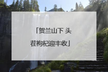 贺兰山下 头茬枸杞迎丰收