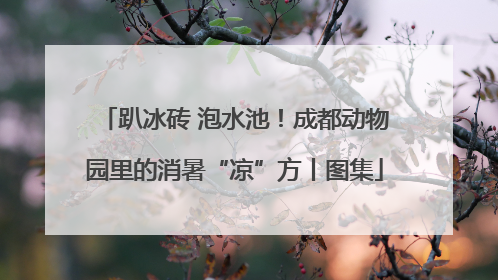 趴冰砖 泡水池！成都动物园里的消暑“凉”方丨图集