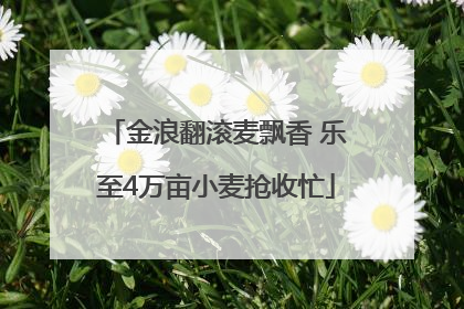 金浪翻滚麦飘香 乐至4万亩小麦抢收忙