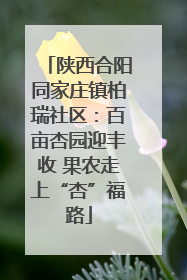陕西合阳同家庄镇柏瑞社区：百亩杏园迎丰收 果农走上“杏”福路