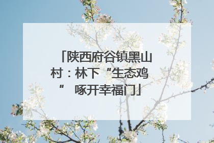 陕西府谷镇黑山村：林下“生态鸡” 啄开幸福门