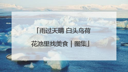 雨过天晴 白头鸟荷花池里找美食｜图集