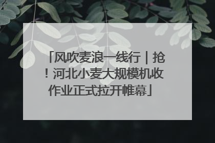 风吹麦浪一线行｜抢！河北小麦大规模机收作业正式拉开帷幕