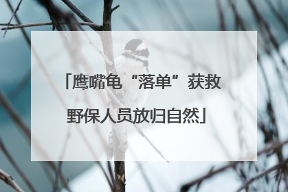 鹰嘴龟“落单”获救 野保人员放归自然